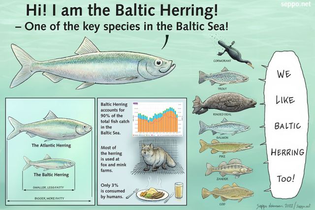  Baltic Herring - key species of the Baltic Sea, keywords:
 Baltic herring cormorant trout ringed seal salmon pike zander cod mink arctic fox fishing food fur farming Clupea harengus membras Salmo salar Baltic sea  cartoon