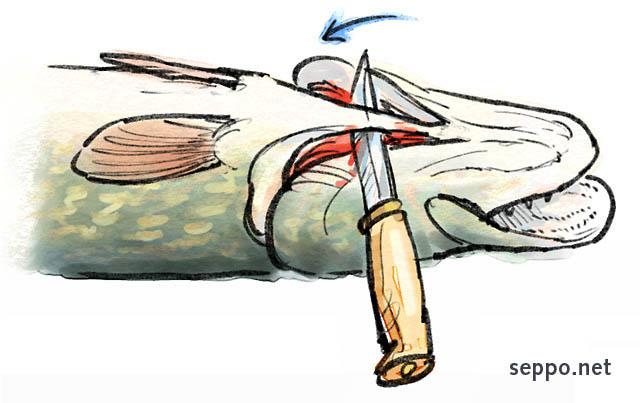  How to Gut a Fish – Letting blood out, keywords:
 fish round fish catch food gut gutting clean cleaning killing blood pike Esox lucius cartoon