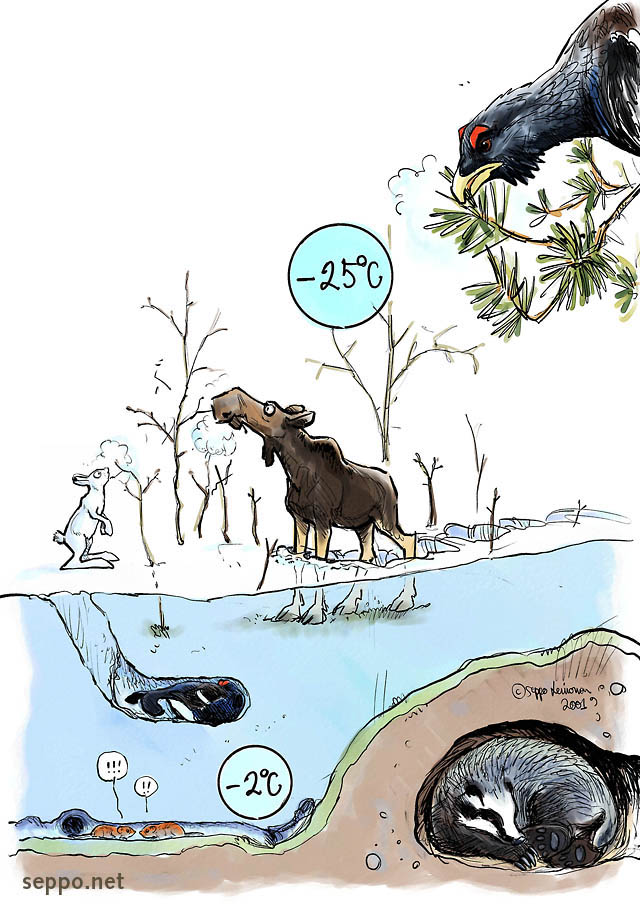  Animals overwintering – feeding and hibernation, keywords:
 overwintering winter frost crust snow cave feeding hibernation torpor hare moose black grouse bank vole capercaillie badger Tetrao urogallus Meles meles nest sleep dream cartoon