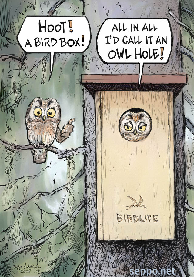  Bird box - Boreal owl, keywords:
 Bird box owl hole Boreal owl Tengelman&#039;s owl Birdlife Aegolius funereus old growth forest spruce cartoon