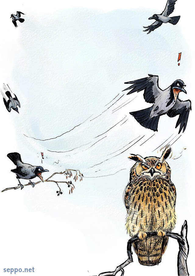  Crows attack Eagle Owl, keywords:
 Eagle owl Hooded crow attack defence Bubo bubo Corvus corone cartoon