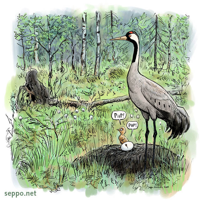  Crane with nestlings, keywords:
 crane nest nestling nesting hatch egg bog mire wetland Grus grus pilapiirros
