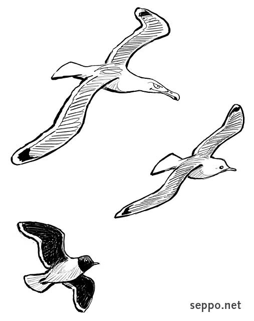  Herring gull Common gull and Little gull, keywords:
 European Herring gull Common gull Little gull Hydrocoleus minutus Larus minutus Larus canus Larus argentatus cartoon