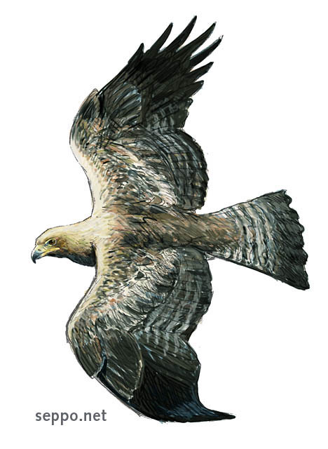  Golden Eagle, keywords:
 golden eagle flying wings Aquila chrysaetos cartoon