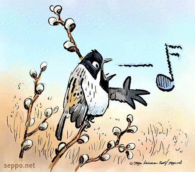  Reed Bunting singing, keywords:
 Reed bunting spring birdsong singing Emberiza pallasi cartoon