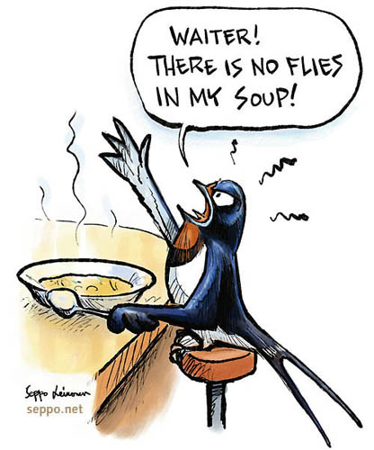  Swallow - There is no flies in my soup, keywords:
 swallow Hirundo rustica fly migratory bird protection habitat environment wintering area cartoon