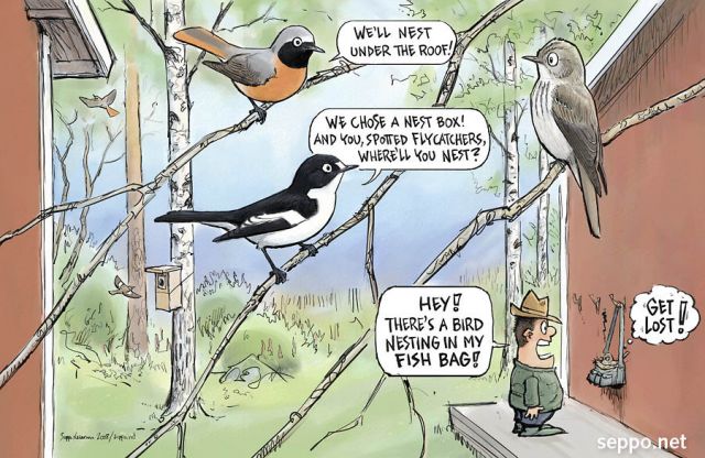  Birds nesting at the garden, keywords:
 birds nest box summer redstart european pied flycatcher spotted flycatcher Phoenicurus phoenicurus Ficedula hypoleuca Muscicapa striata yard garden fishing bag cartoon