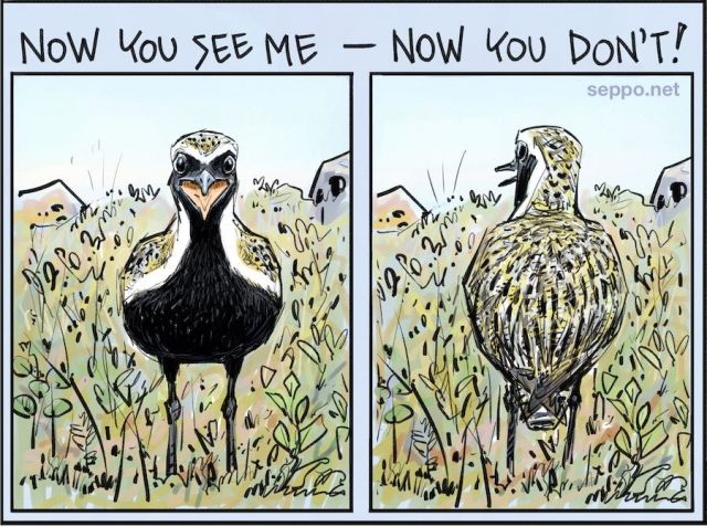  Golden plover camouflage , keywords:
 Golden plover camouflage Pluviali apricaria fell tundra Lapland wetland wilderness peat bog summer birds cartoon