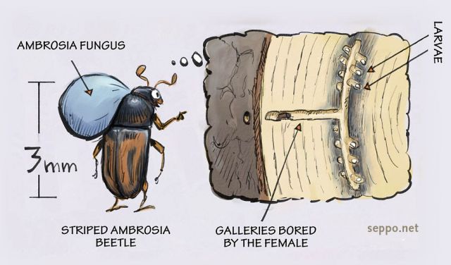  Ambrosia beetle decays dead wood, keywords:
 striped ambrosia beetle larvae dead wood decaying decomposing ambrosia fungus Trypodendron lineatum cartoon
