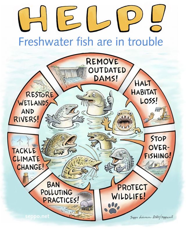  Global threats for migrating fish, keywords:
 global threat overfishing trawler sea ocean dam removal catfish hydro power climate change drought ice cap melting co2 salmon eel tiger fish catfish sturgeon cod bass spawning river fish migration rivers Salmo cartoon