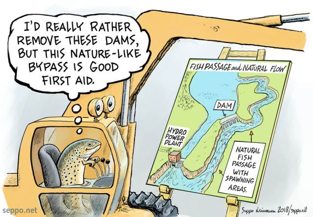  Fish migration - nature-like fish passage, keywords:
 Trout migrating fish swimway passage technical natural wetland dam threat sea ocean dam removal hydro power spawning river fish migration rivers natural. flow law directive Salmo trutta cartoon