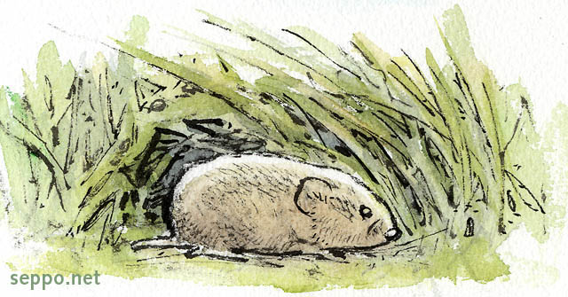  Field Vole, keywords:
 Field vole short-tailed vole grass Microtus agrestis cartoon