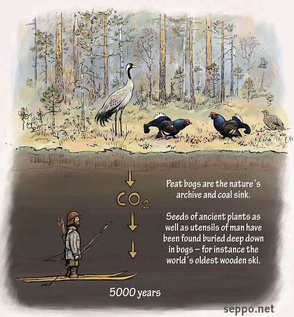  Peat bogs are the archive and coal sink of nature, keywords:
 bog peatland mire peat carbon sink archive common crane black grouse ancient man wooden ski history lek mating lekking courtship game ancient hunter Grus grus Lyrurus tetrix cartoon