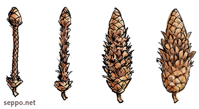  Who ate the cones?, keywords:
 cone conifer seed winter food mouse vole squirrel woodpecker crossbill cartoon