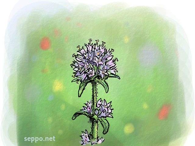  Bristly bellflower, keywords:
 Bristly bellflower biodiversity Campanula cervicaria cartoon
