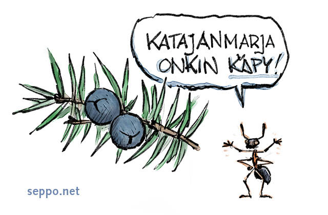  Katajanmarja on käpy, keywords:
 kataja katajanmarja käpy muurahainen kekomuurahainen havupuu Juniperus communis Formica rufa pilapiirros