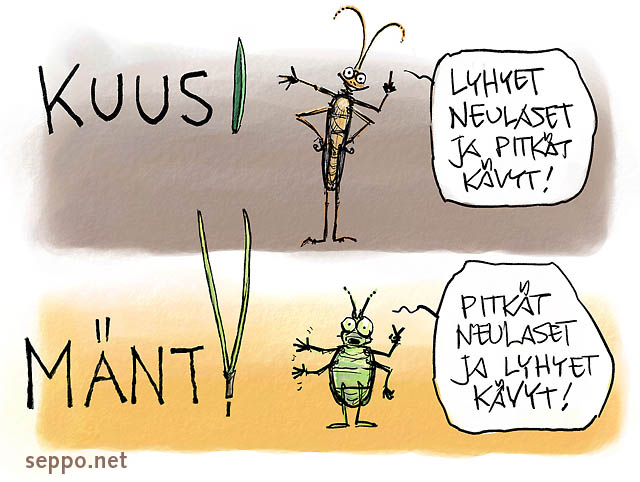  Kuusi - mänty - neulaset, keywords:
 kuusi mänty neulanen tuntomerkki ötökkä Pinus sylvestris Picea abies pilapiirros