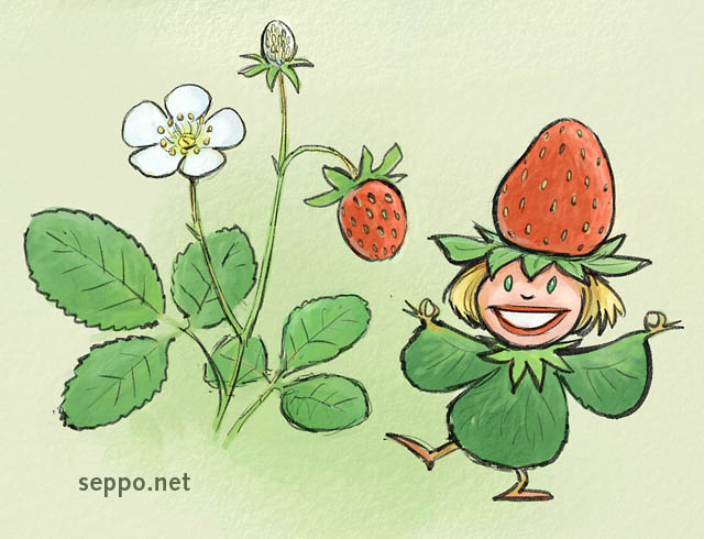  Mansikkakeiju, keywords:
 ahomansikka metsämansikka metsämarja keiju satuhahmo Fragaria vesca pilapiirros