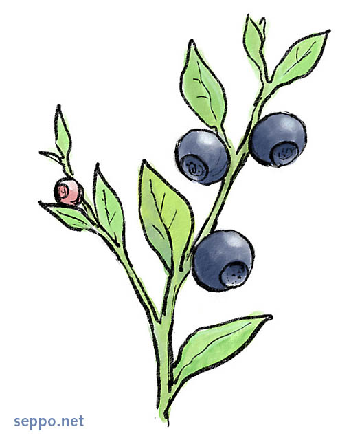  Mustikka, keywords:
 mustikka Vaccinium myrtillus pilapiirros