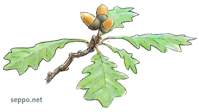  Metsätammi ja tammenterhot, keywords:
 tammi metsätammi tammenterho Quercus robur piirros