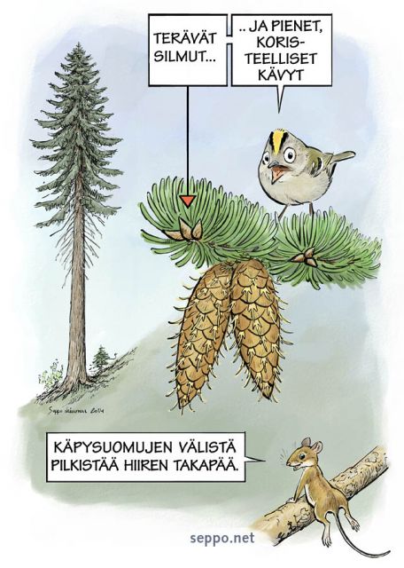  Douglaskuusi ja hippiäinen, keywords:
 Douglaskuusi Pseudotsuga menziesii käpy hippiäinen metsähiiri piirros