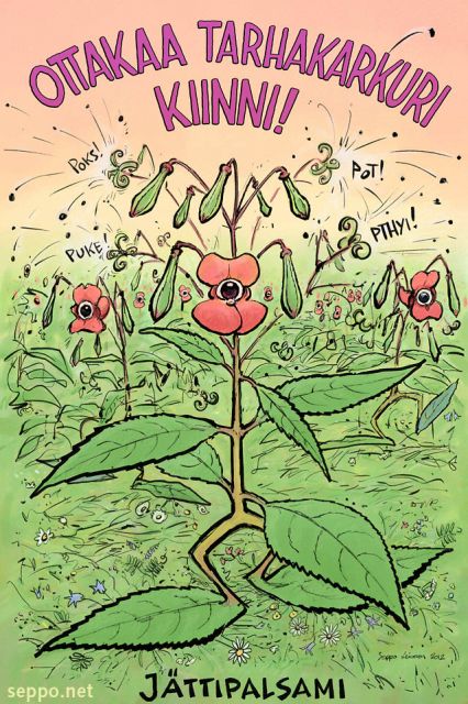  Ottakaa tarhakarkuri kiinni - jättipalsami, keywords:
 jättipalsami tarhakarkuri vieraslaji Impatiens glandulifera pilapiirros