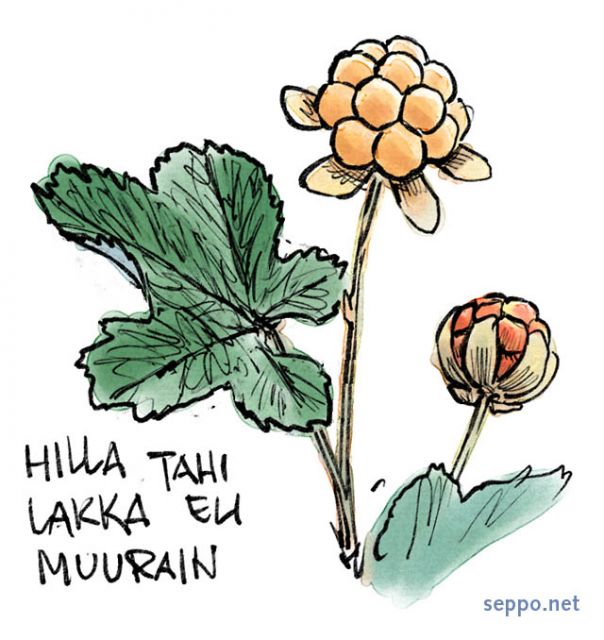  Lakka eli hilla eli muurain, keywords:
 marja luonnonmarja marjat suomuurain lakka hilla muurain Rubus chamaemorus piirros