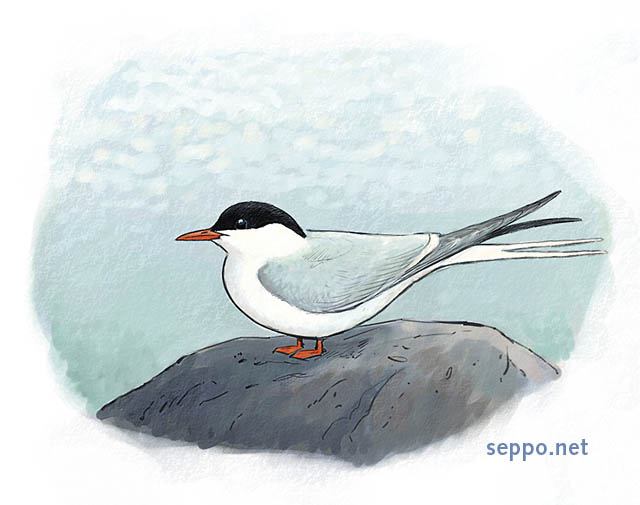  Lapintiira, keywords:
 lapintiira Sterna paradisaea Itämeri piirros