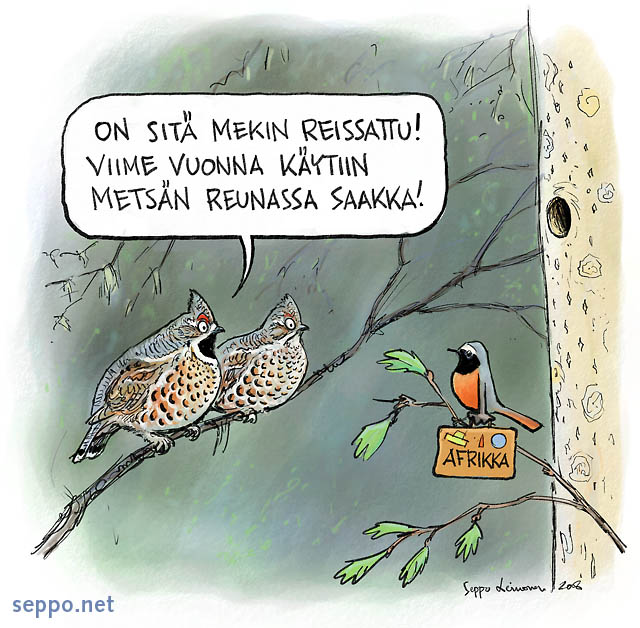  Pyyt ja leppälintu muuttopuuhissa, keywords:
 pilapiirros pyy pyypari leppälintu muutto muuttolintu paikkalintu vanha metsä Afrikka Phoenicurus phoenicurus Tetrastes bonasia