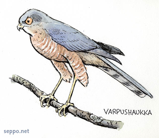  Varpushaukka, keywords:
 varpushaukka koiras Accipiter nisus piirros