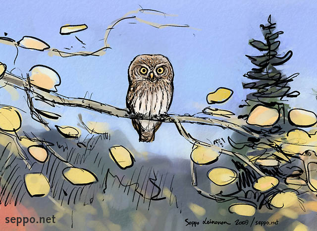  Varpuspöllö - syksy, keywords:
 pilapiirros varpuspöllö syksy ruska Glaucidium passerinum