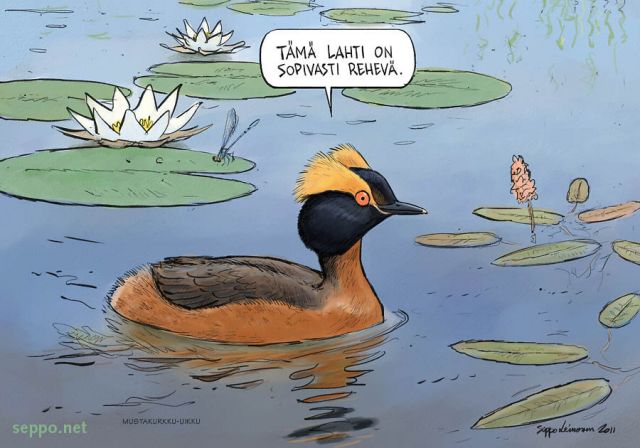  Mustakurkku-uikku, keywords:
 mustakurkku-uikku lumme kesä vesitatar Podiceps auritus lintuvesi pilapiirros
