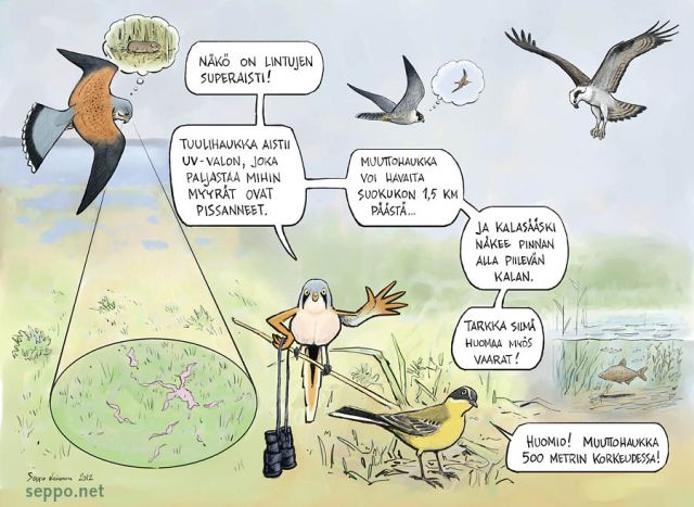  Linnut ja tarkka näköaisti, keywords:
 linnut näkö aisti kyky saalistus Falco tinnunculus Falco peregrinus Pandion haliaetus Panurus biarmicus Motacilla flava pilapiirros
