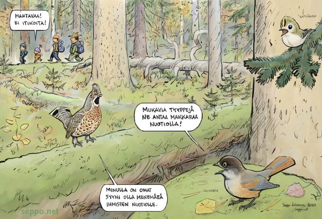  Vanha metsä syksyllä, keywords:
 vanha metsä kuukkeli hippiäinen pyy retkeilijät ikimetsä aarniometsä Bonasa bonasia Regulus regulus Perisoreus infaustus piirros