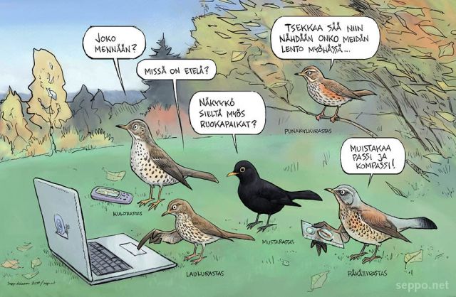  Rastaat muuttavat, keywords:
 räkättirastas punakylkirastas mustarastas laulurastas kulorastas muutto syysmuutto suunnistus pilapiirros Turdus merula pilaris iliacus philomelos viscivorus pilapiirros