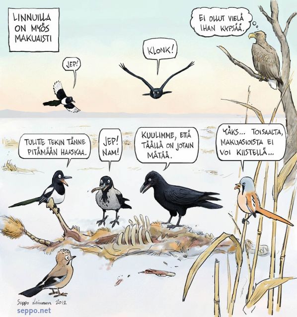  Talvilinnut haaskalla, keywords:
 linnut talvehtiminen talvi ruokailu ruokinta haaska Pica pica Corvus corone Corvus corax Haliaeetus albicilla Garrulus glandarius Panurus biarmicus pilapiirros