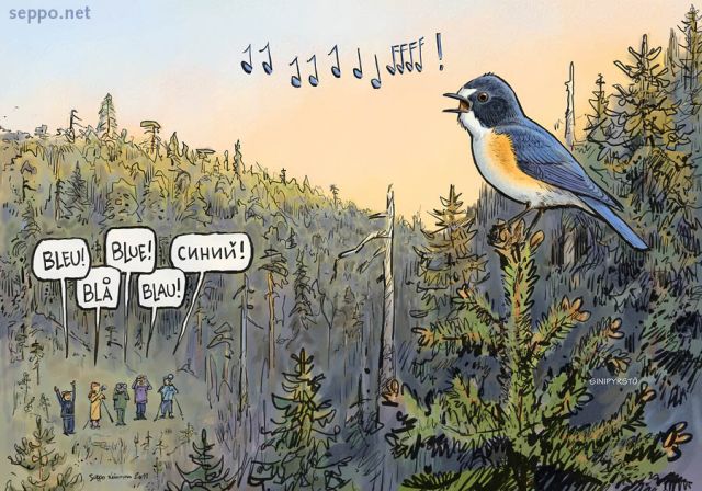  Sinipyrstö ja luontomatkailu, keywords:
 sinipyrstö vanha metsä vaara kevät laulu luontomatkailu monimuotoisuus lintuharrastus bongaus aarniometsä Tarsinger cyanurus piirros