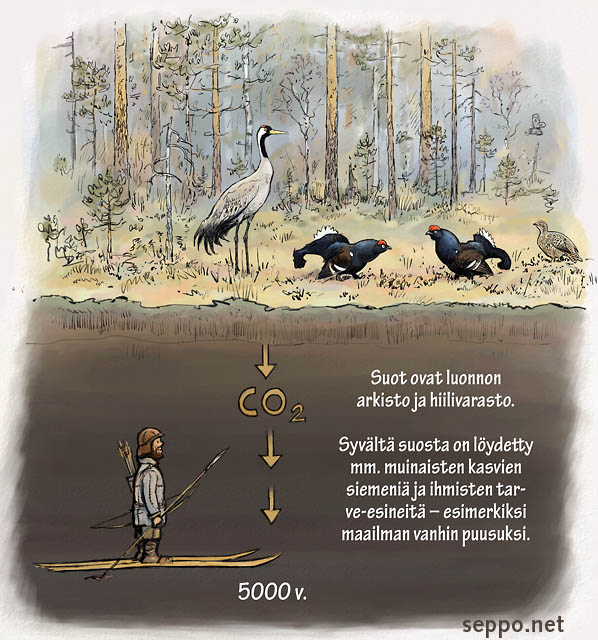  Suot ovat luonnon arkisto ja hiilivarasto, keywords:
 suo turve turvemaa hiilivarasto kurki teeri soidin historia suoihminen metsästäjä muinainen Grus grus Lyrurus tetrix pilapiirros
