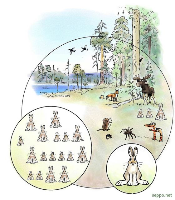  Eliöyhteisö - populaatio - yksilö, keywords:
 piirros ekosysteemi eliöyhteisö populaatio yksilö jänis Lepus timidus