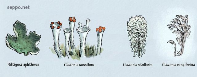  Suomessa yleisiä jäkälälajeja, keywords:
 pilkkunahkajäkälä punatorvijäkälä palleroporonjäkälä poronjäkälä harmaaporonjäkälä Peltigera aphthosa Cladonia coccifera Cladonia stellaris Cladonia rangiferina piirros
