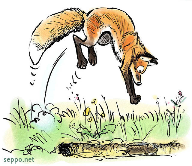  Kettu saalistaa myyrää, keywords:
 piirros kettu saalistus saalis myyrä hyppy Vulpes vulpes
