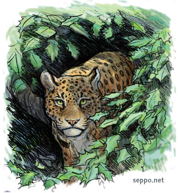  Leopardi eli pantteri, keywords:
 leopardi pantteri kissaeläin petosläin Panthera pardus rautatammi Quercus ilex piirros