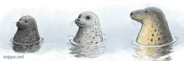  Itämeren hylkeet, keywords:
 Itämeren norppa kirjohylje harmaahylje Phoca hispida botnica Phoca vitulina Halichoerus grypus Itämeri piirros