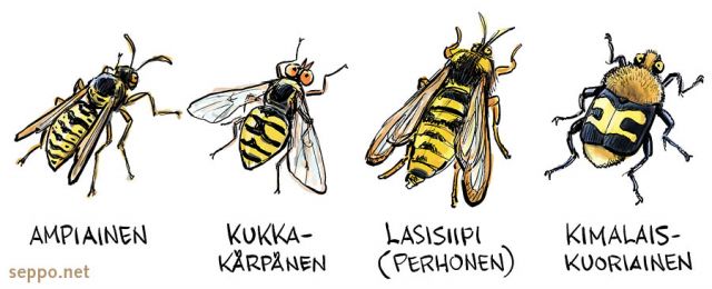  Ampiainen - kukkakärpänen - lasisiipi - kimalaiskuoriainen, keywords:
 ampiainen kukkakärpänen lasisiipi kimalaiskuoriainen hyönteinen ötökkä Vespidae Syrphidae Synanthedon Trichius fasciatus pilapiirros
