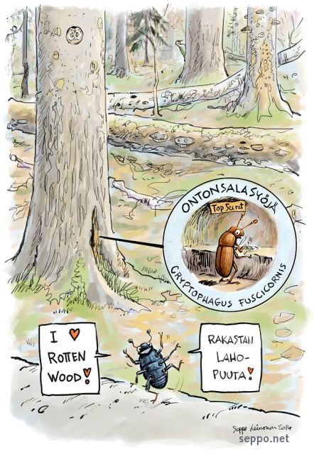 Elämää lahopuussa, keywords:
 laho lahopuu vanha metsä ikimetsäkuoriainen ontonsalasyöjä Cryptophagus fuscicornis Glischrochilus mäihiäinen kääpä lahottaja monimuotoisuus lajikirjo piirros