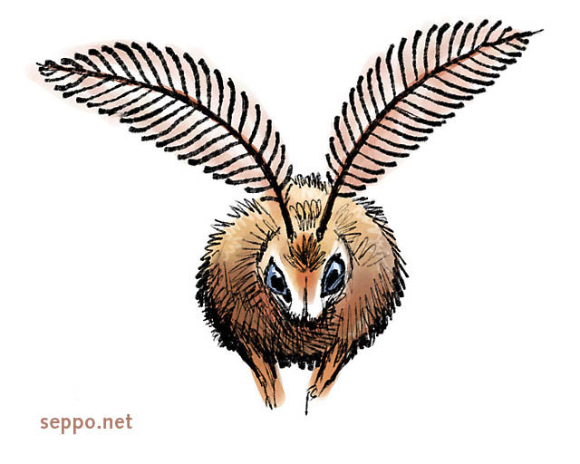  Riikinkukkokehrääjä, keywords:
 riikinkukkokehrääjä Saturniidae ötökkä pilapiirros