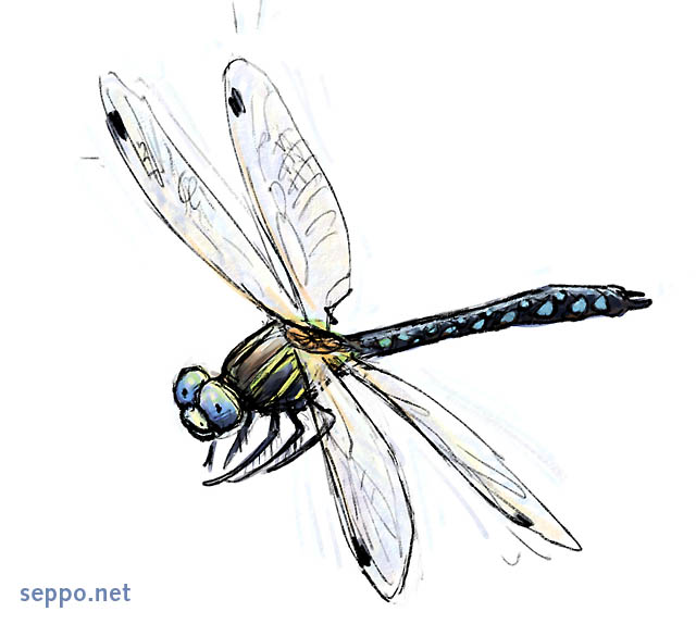  Siniukonkorento, keywords:
 siniukonkorento Aeshna juncea pilapiirros