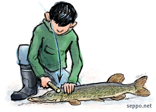  Kalan käsittely – tainnutus, keywords:
 kala saalis ruoka kalan käsittely ohje tainnutus tappaminen hauki Esox lucius piirros