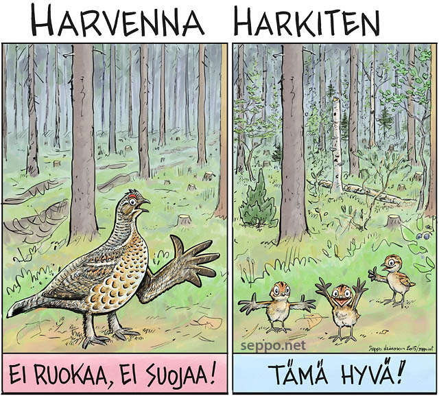  Pyy - kanalinnut ja harvennus, keywords:
 pyy metsä metsänhoito hakkuu harvennus säästö alikasvos pusikko lehtipuu sekametsä riista poikue suoja ruoka Tetrastes bonasia piirros